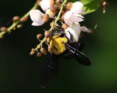 Plancia ëd Xylocopa ruficornis Fabricius 1804