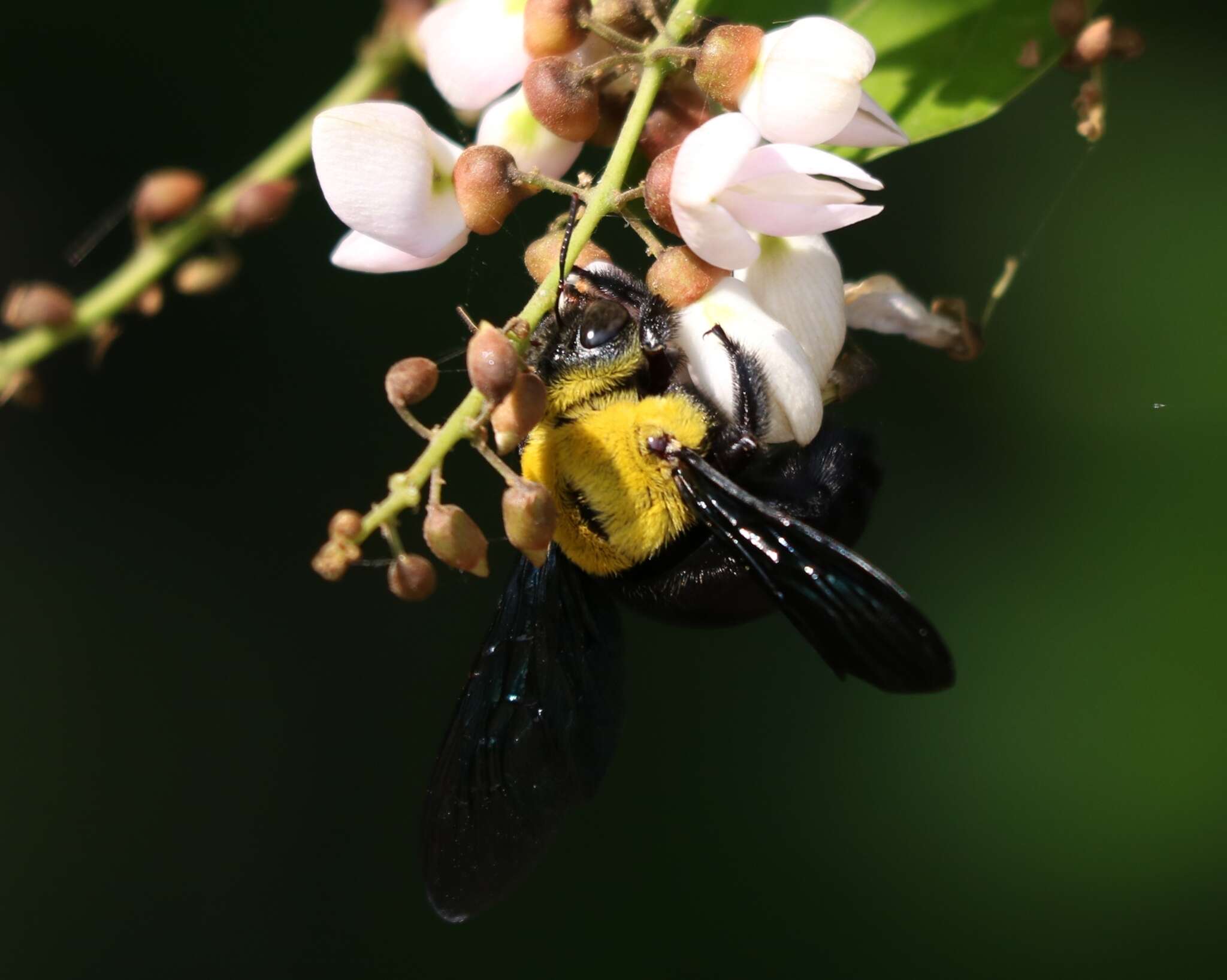 Image of Xylocopa ruficornis Fabricius 1804