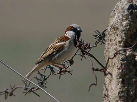 Image of Passer domesticus bactrianus Zarudny & Kudashev 1916