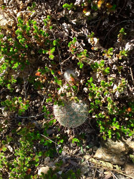 Image of Arizona spikemoss