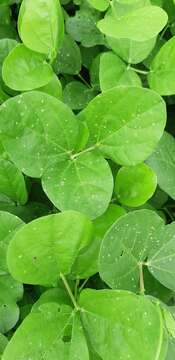 Image of notched cowpea