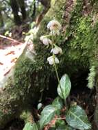 Image of Pyrola alboreticulata Hayata