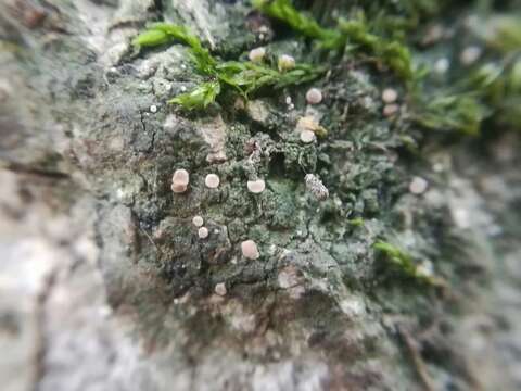 Image of dotted lichen