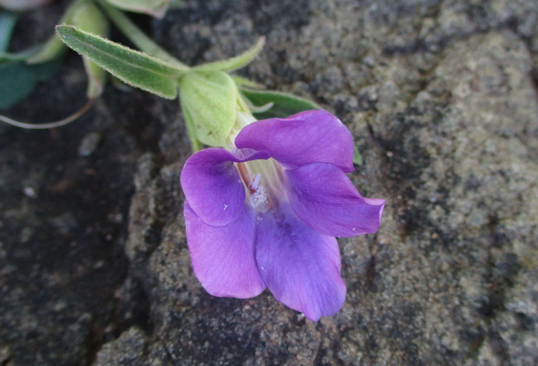 Image of Barleria lancifolia T. Anders.