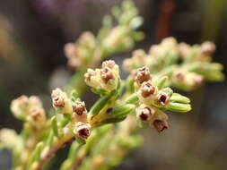 Image of Erica serrata Thunb.