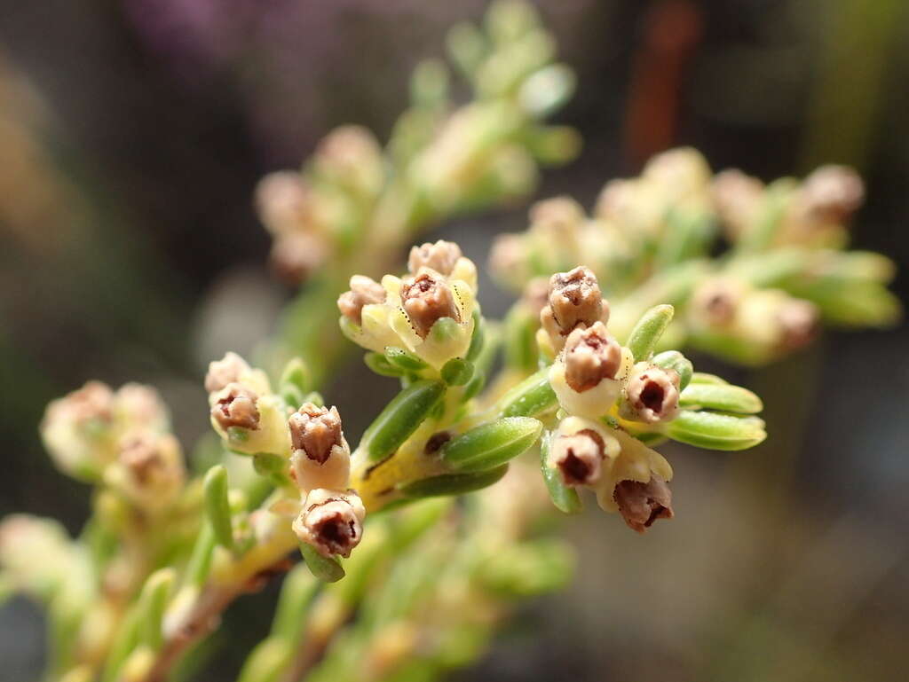 Image of Erica serrata Thunb.