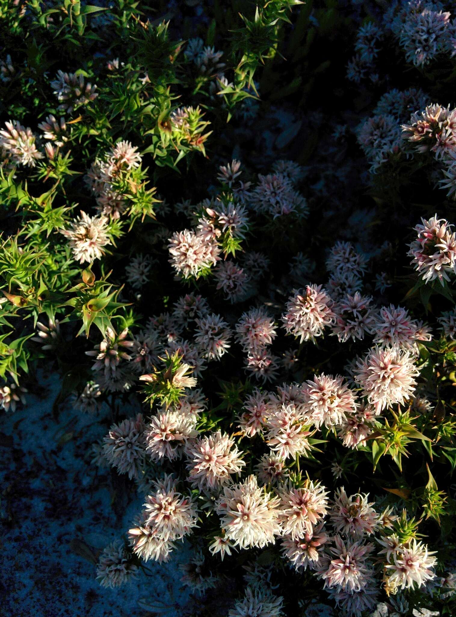 Image of Sprengelia incarnata Sm.