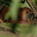 Strigocuscus pelengensis (Tate 1945)的圖片