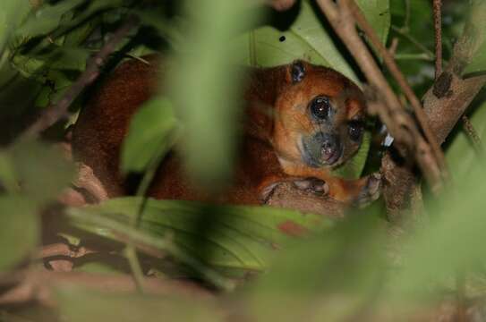 صورة Strigocuscus pelengensis (Tate 1945)