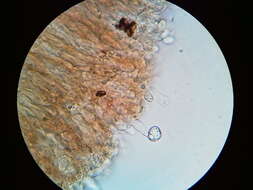 Cylindrobasidium laeve (Pers.) Chamuris 1984 resmi