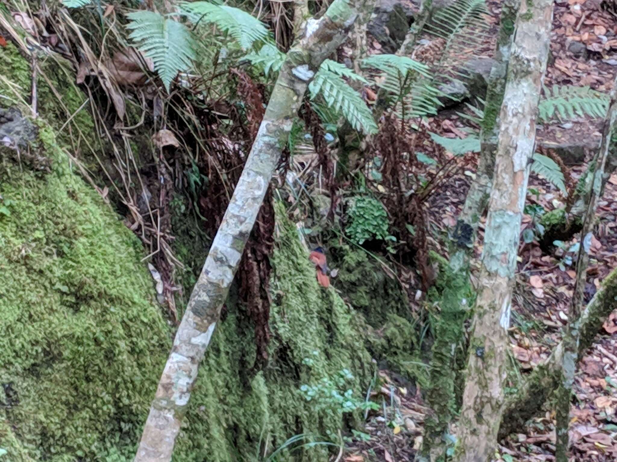 Image of Mascarene Paradise Flycatcher