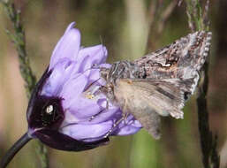 Image of Alfalfa Looper Moth