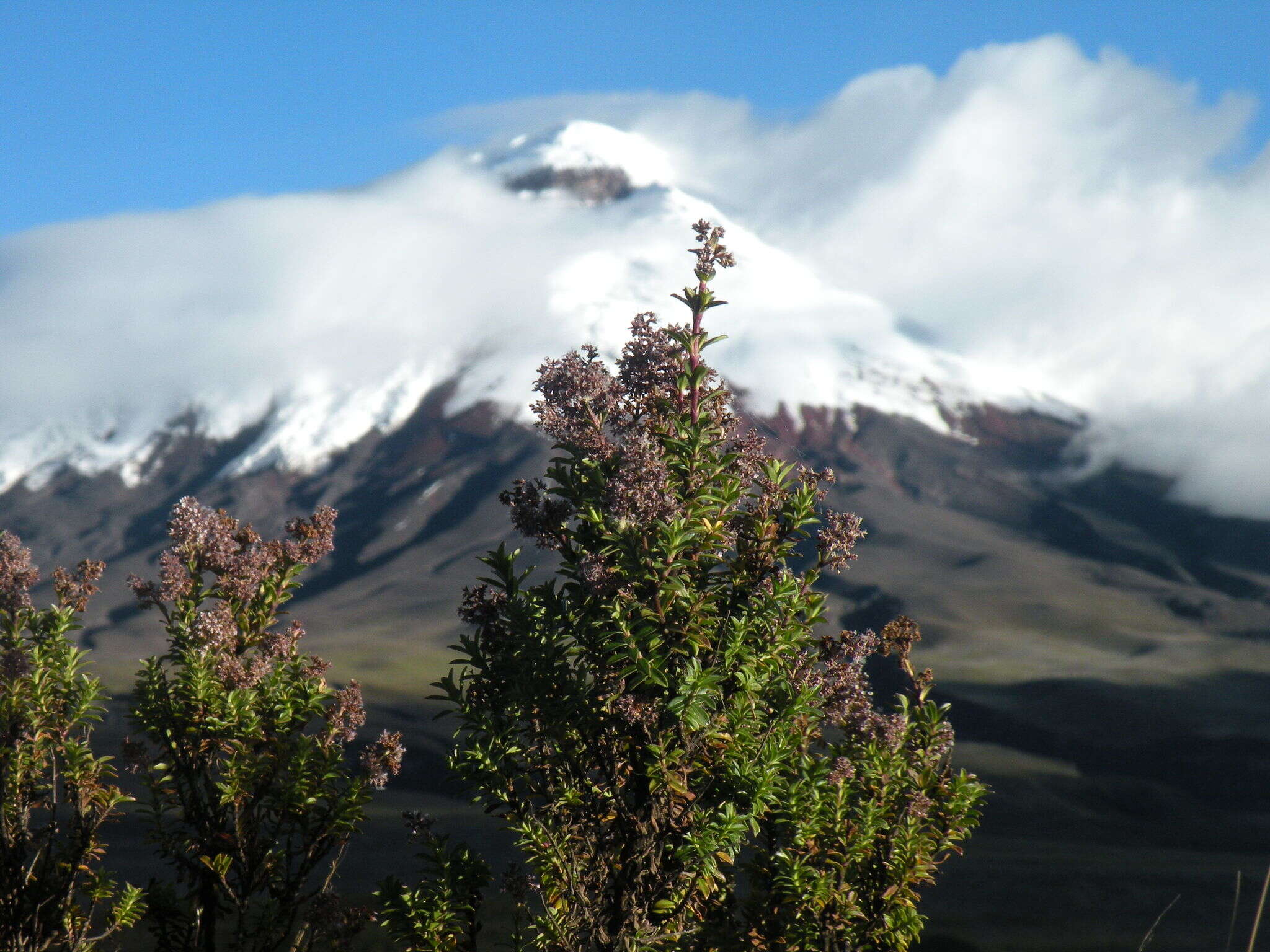 Imagem de Valeriana microphylla Kunth