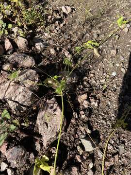 Image of Wild Balsam-Apple