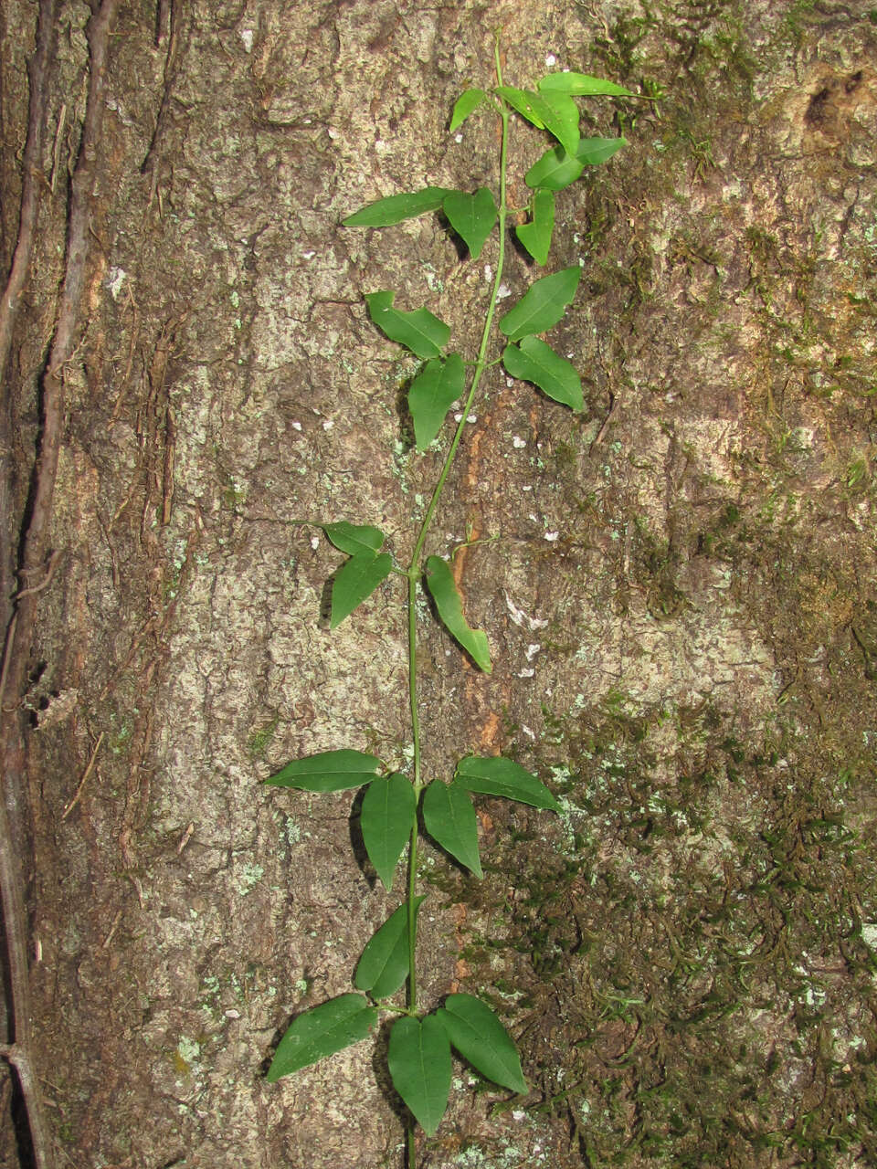 Image de Bignonia capreolata L.