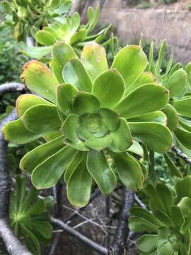 Image of Aeonium arboreum subsp. holochrysum (H. Y. Liu) Bañares