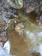 Image of Hackberry Emperor