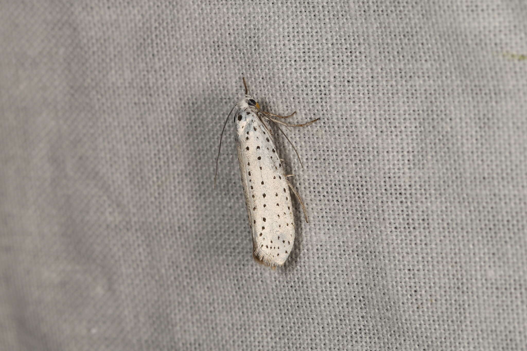 Image of Bird-cherry Ermine