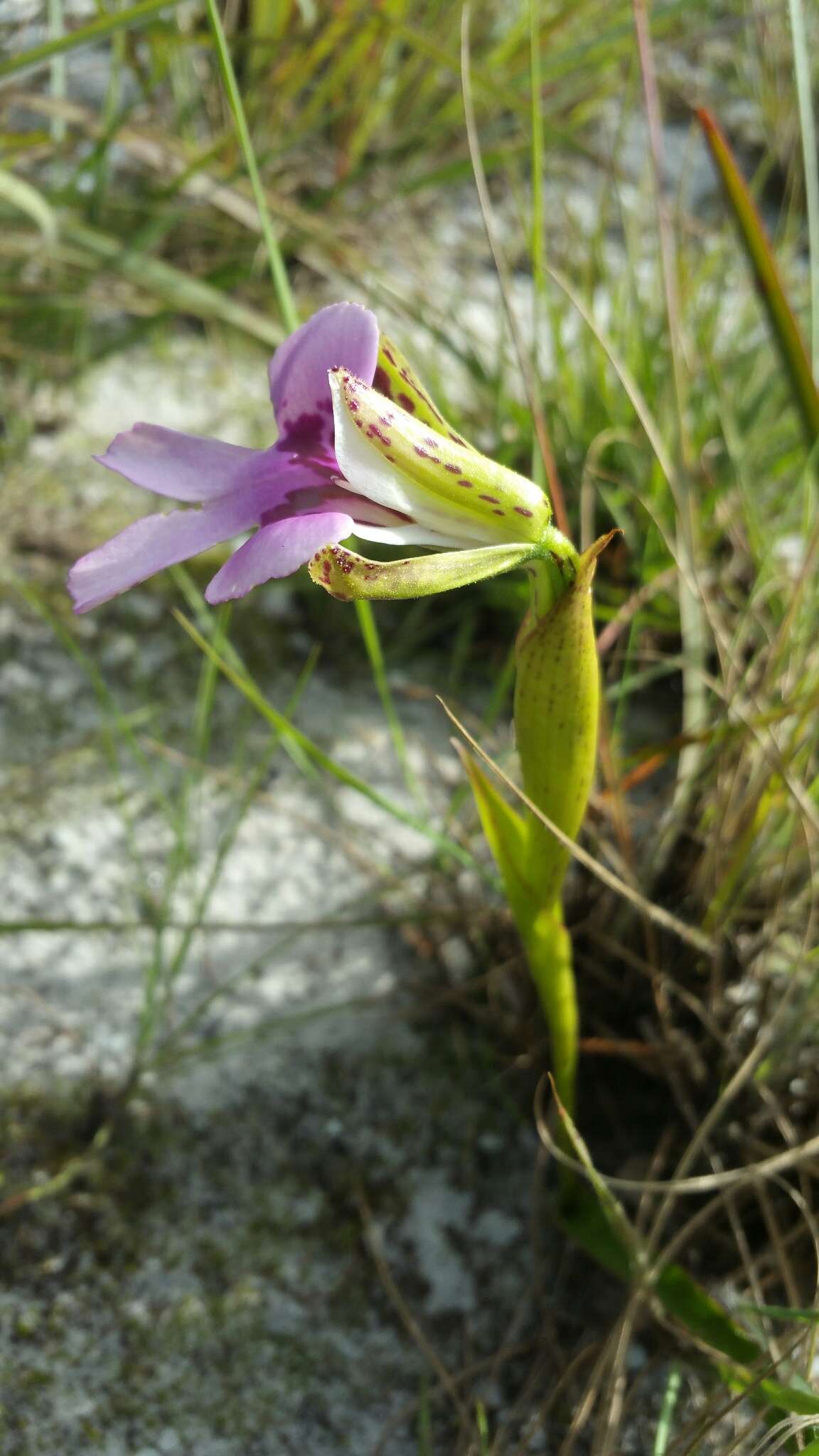 Image de Cynorkis uniflora Lindl.