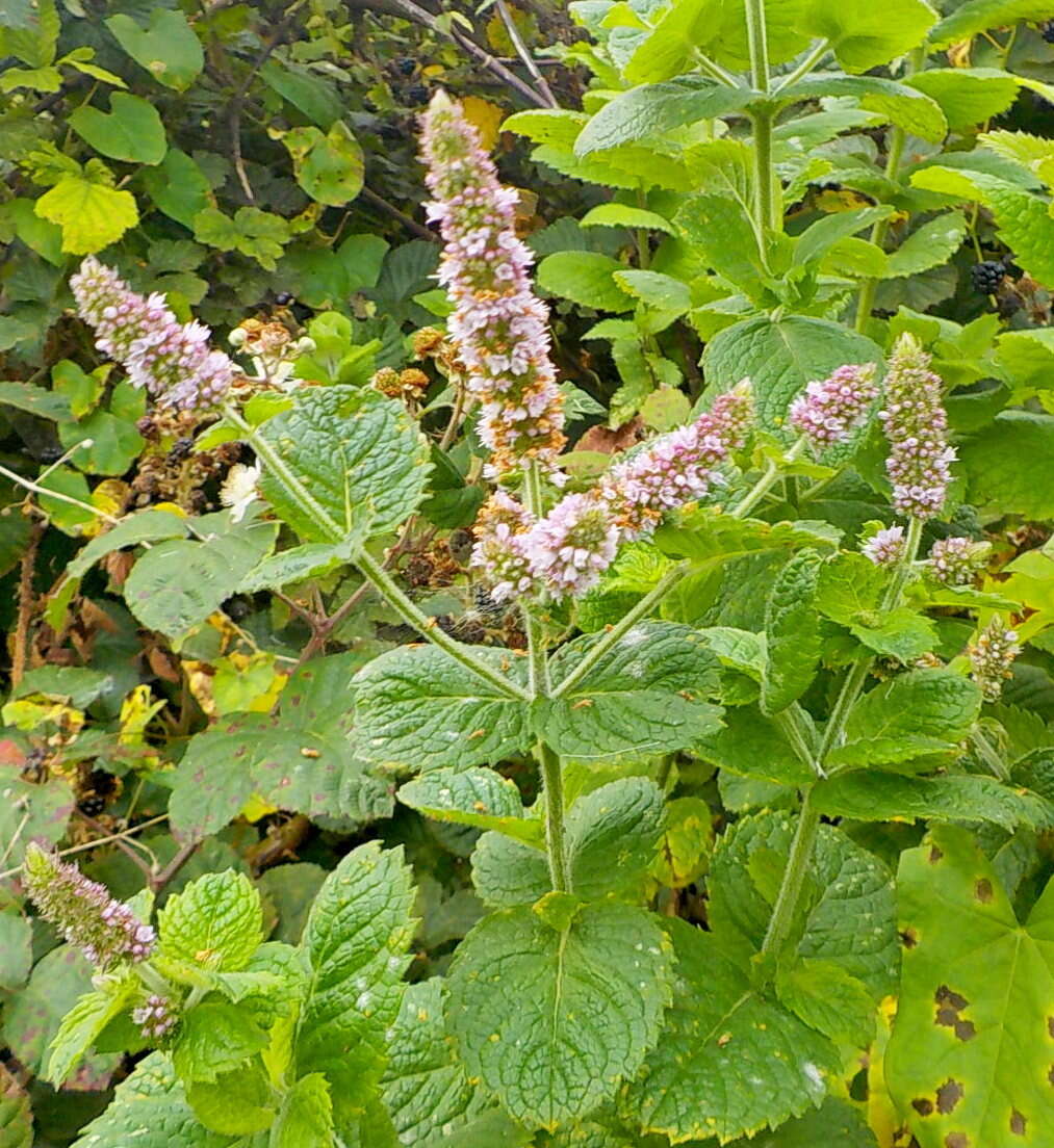 Mentha villosa Huds.的圖片