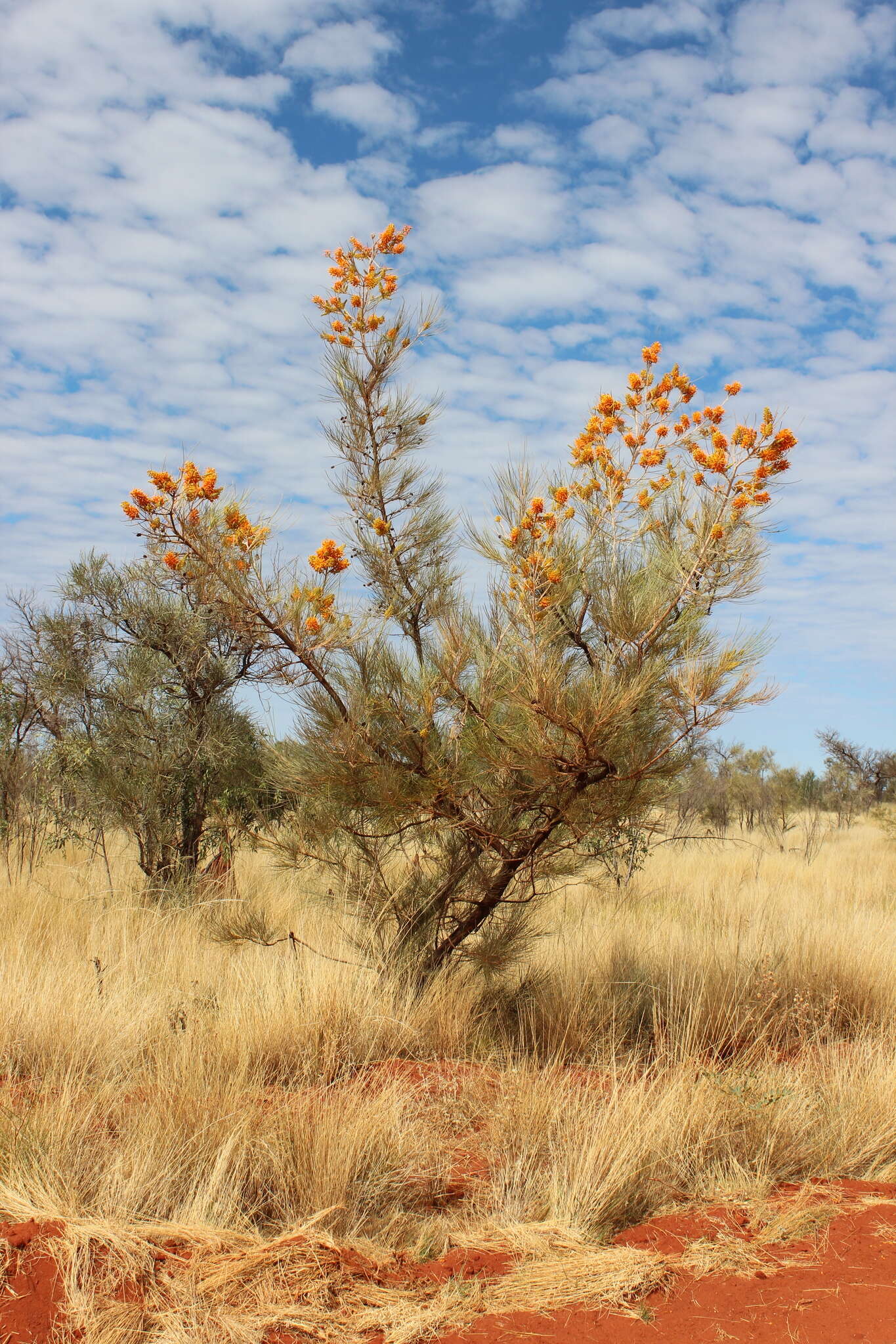 Image of Grevillea juncifolia Hook.