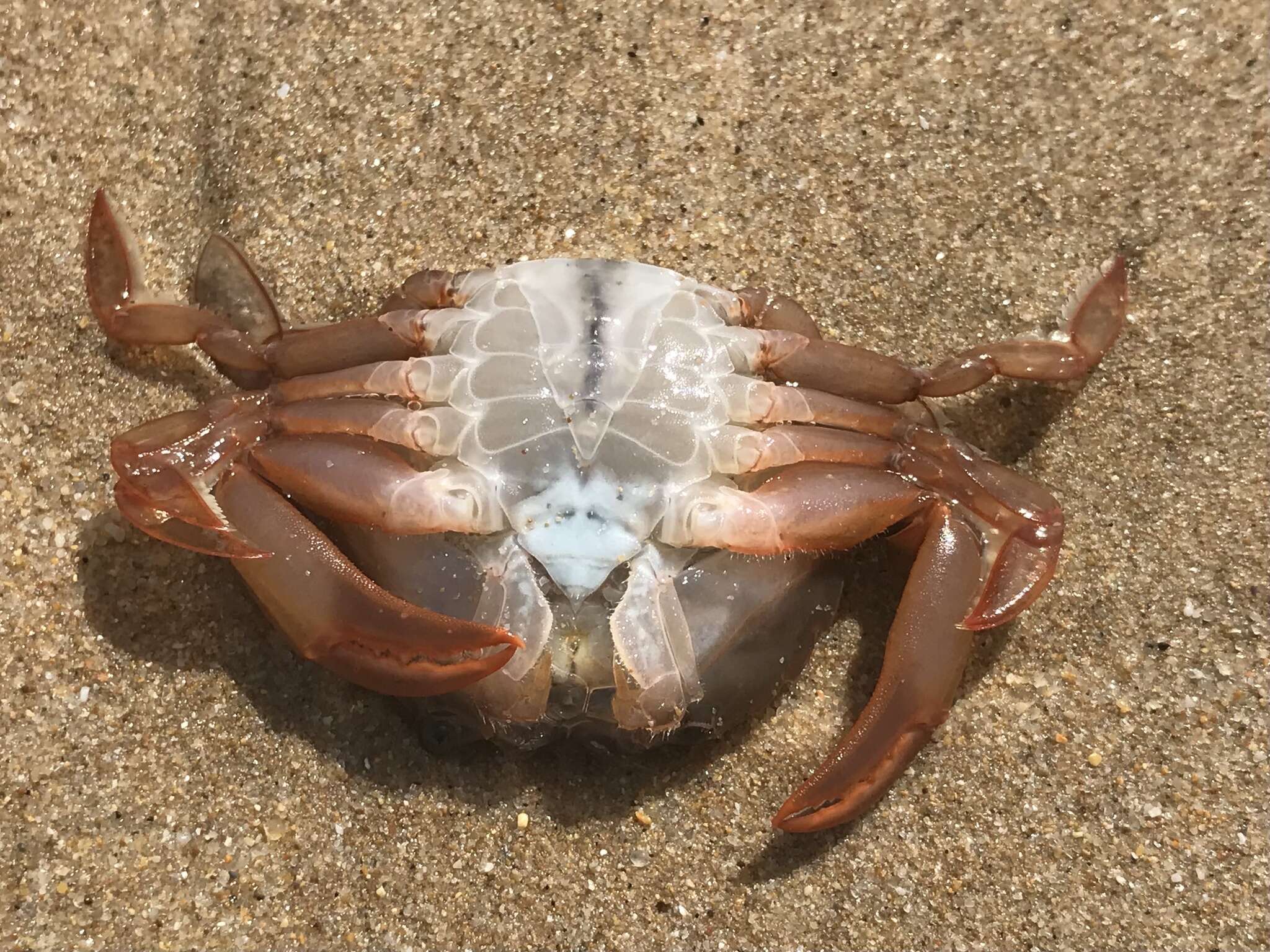 Image of Henslow's swimming crab
