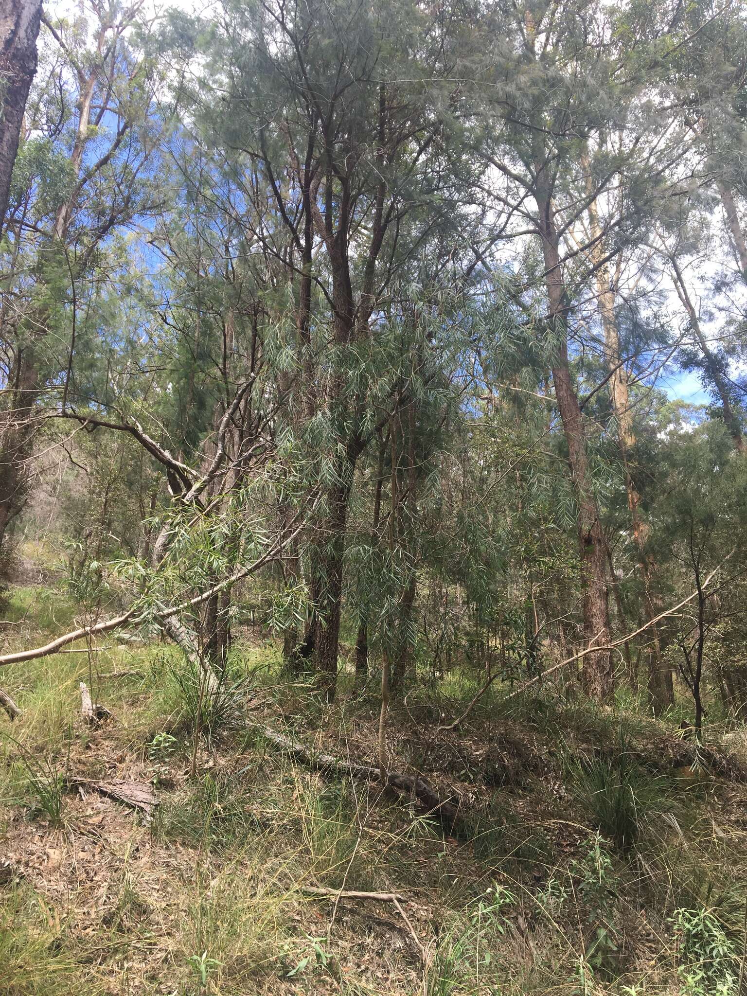 Image of Acacia courtii Tindale & Hersc.