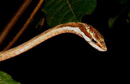 Image of Twig snake