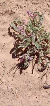 Image of woolly locoweed