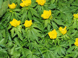 Image of Trollius ranunculinus (Sm.) Stearn