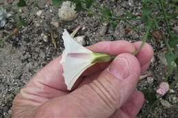 Image de Calystegia macrostegia subsp. intermedia (Abrams) Brummitt