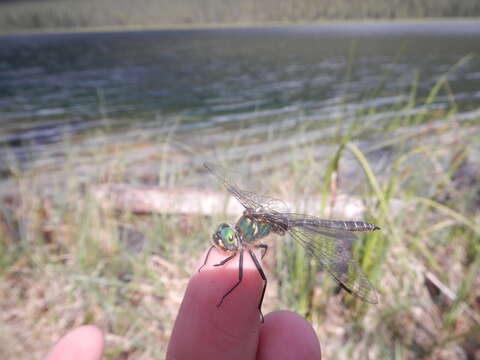 Image of Ringed Emerald