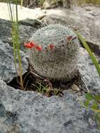 Image of Mammillaria albilanata subsp. tegelbergiana (G. E. Linds.) D. R. Hunt