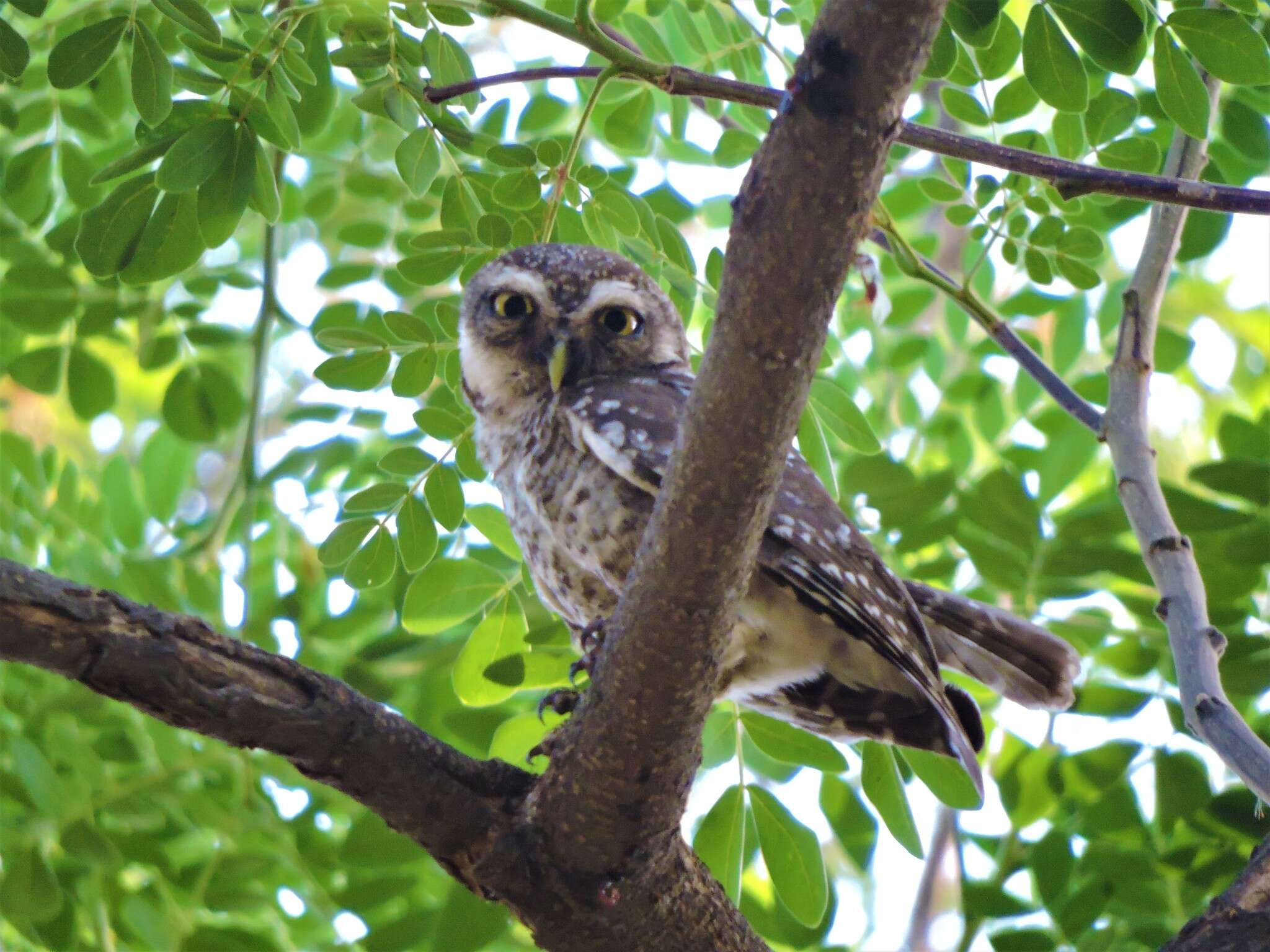 Image of Spotted Owlet