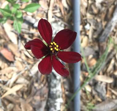 Image of Chocolate Cosmos