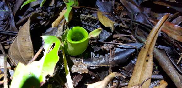 Image of Flask-Shaped Pitcher-Plant