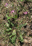 Image de Oxytropis campanulata Vassilcz.