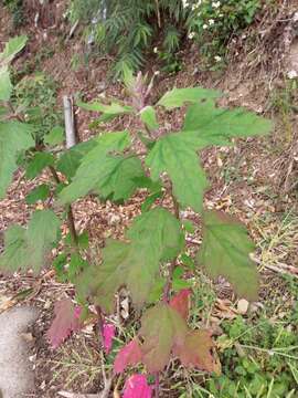 Plancia ëd Chenopodium formosanum Koidz.