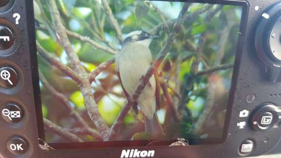 Image of Light-vented Bulbul