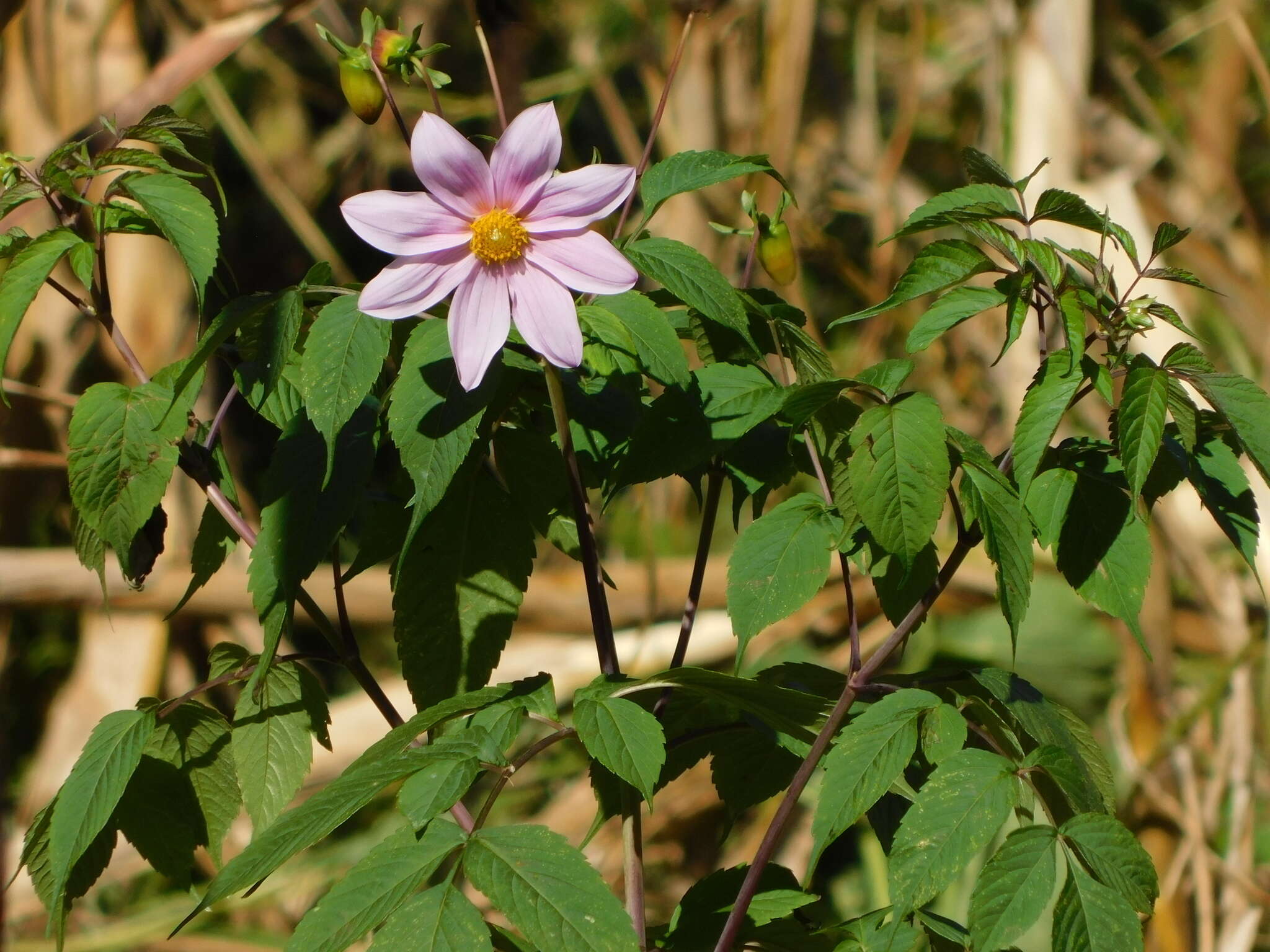 Image of Dahlia apiculata (Sherff) P. D. Sorensen