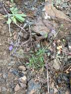 Image of California gilia