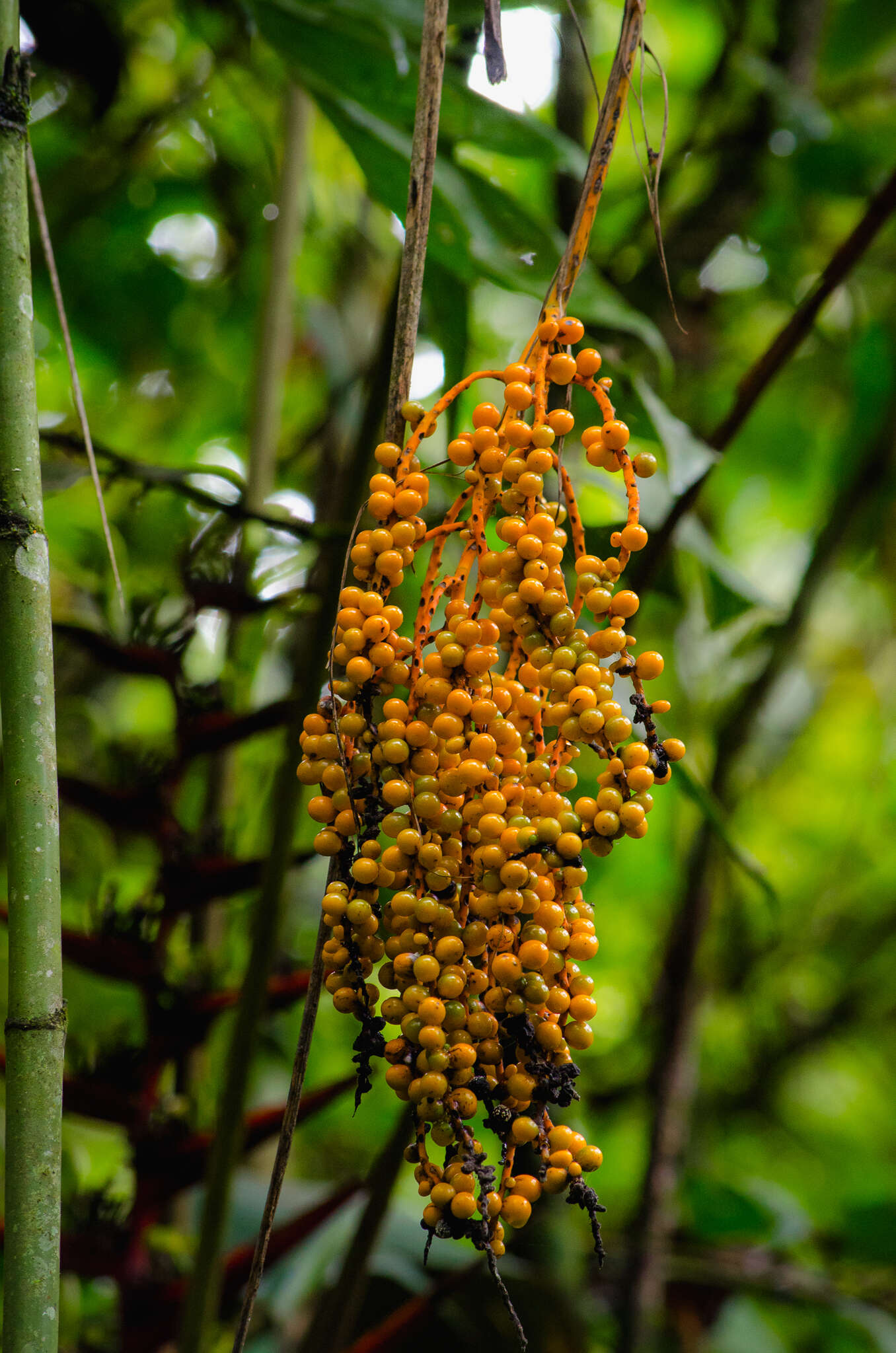 Image of Chamaedorea pinnatifrons (Jacq.) Oerst.