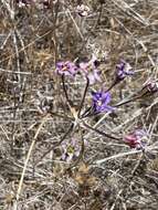 Image of San Clemente Island brodiaea