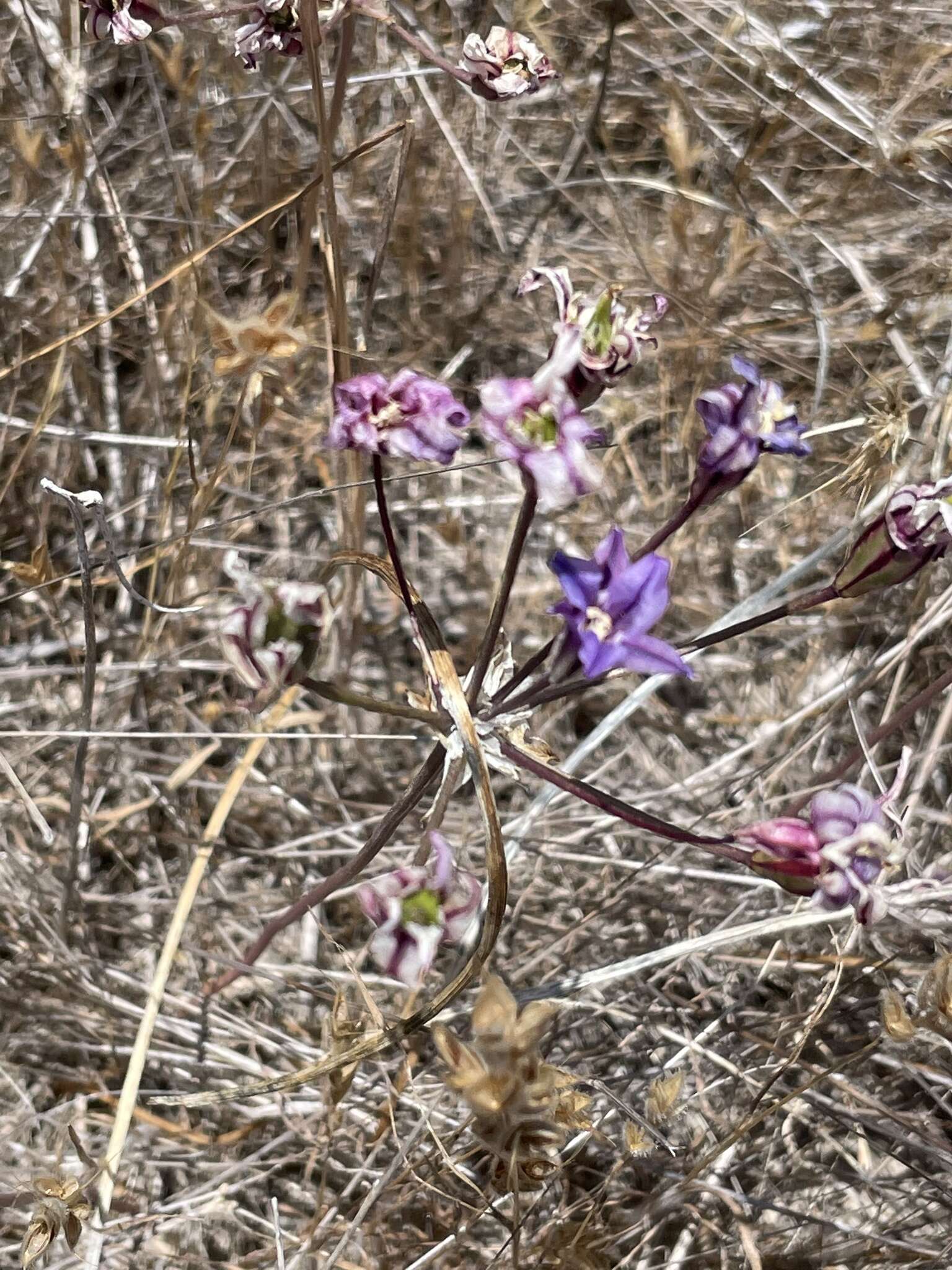 Image of San Clemente Island brodiaea