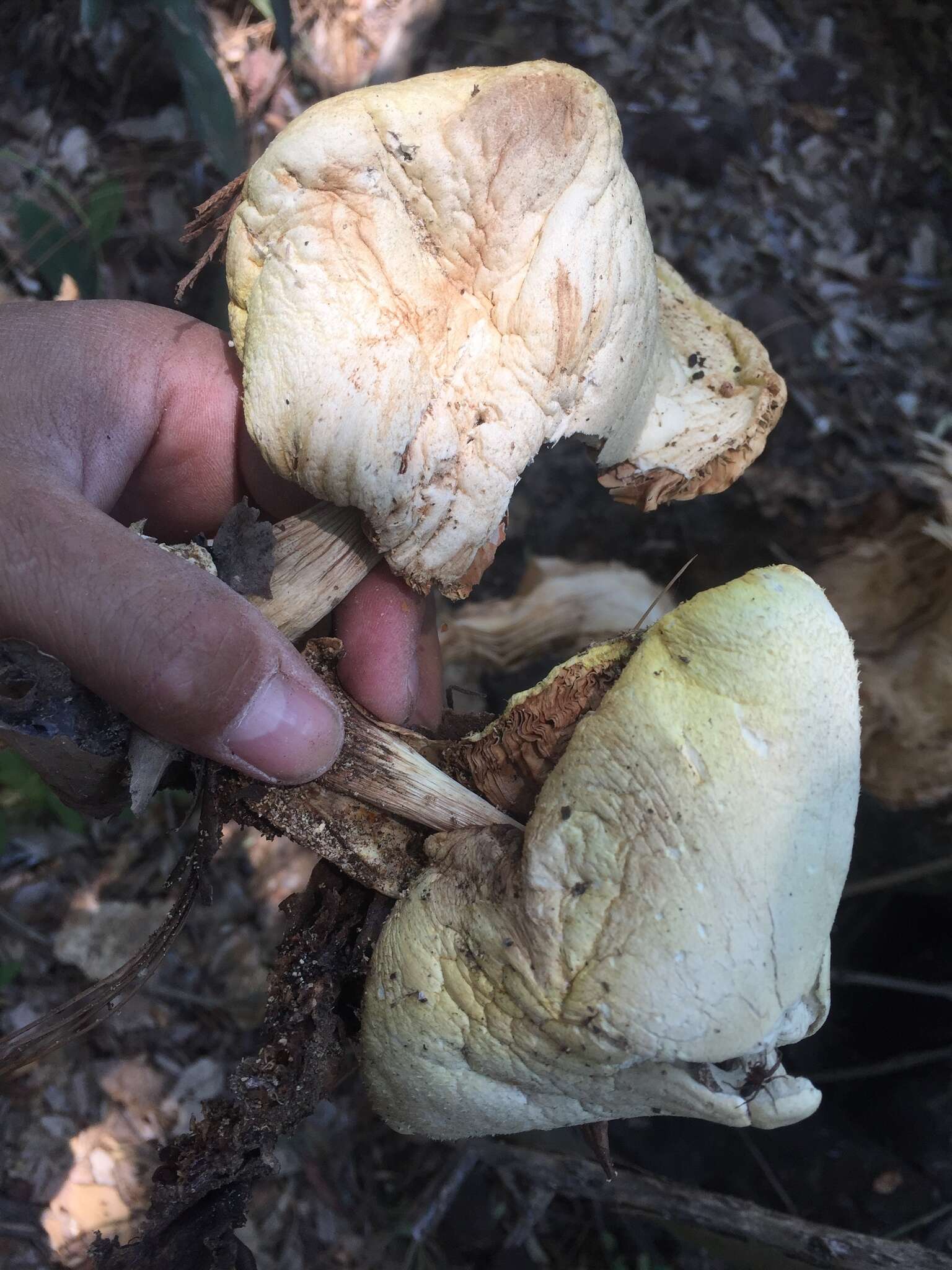 Image of Volvariella bombycina (Schaeff.) Singer 1951