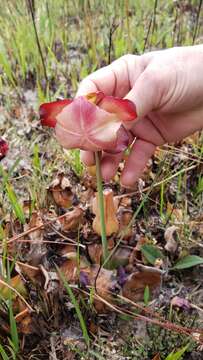 Image of Rosy Pitcherplant