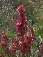 Rumex cyprius Murb. resmi