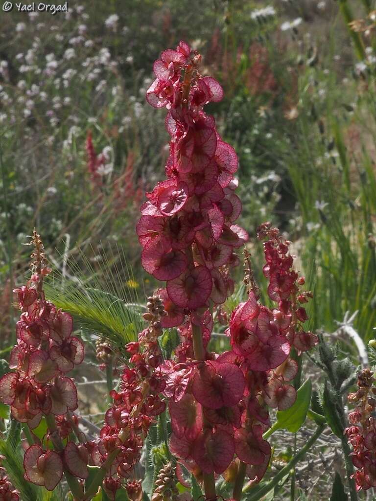 Rumex cyprius Murb. resmi