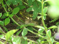 Image of Coluber mentovarius suborbitalis (Peters 1869)