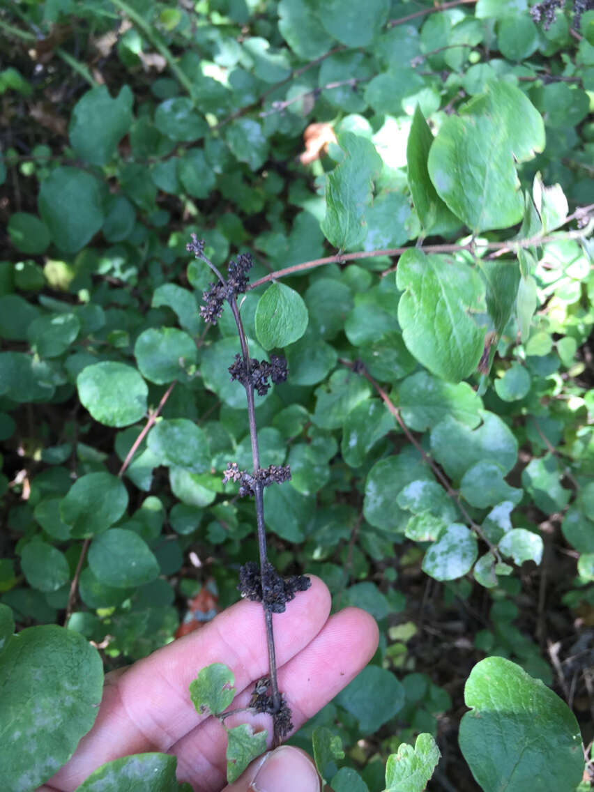 Sivun Symphoricarpos orbiculatus Moench kuva